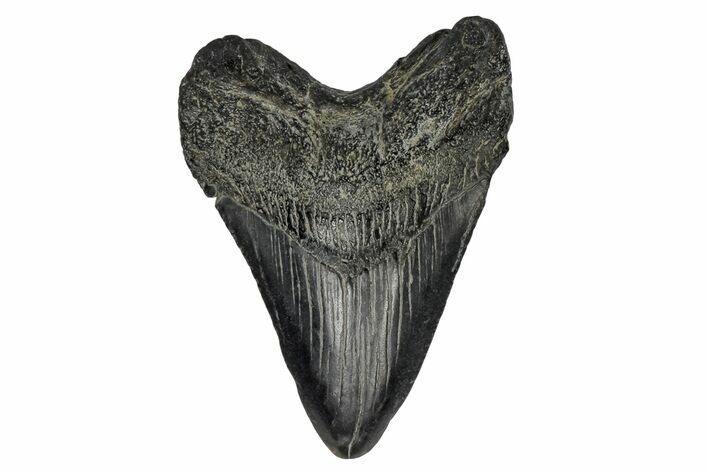Juvenile Megalodon Tooth - South Carolina #170413